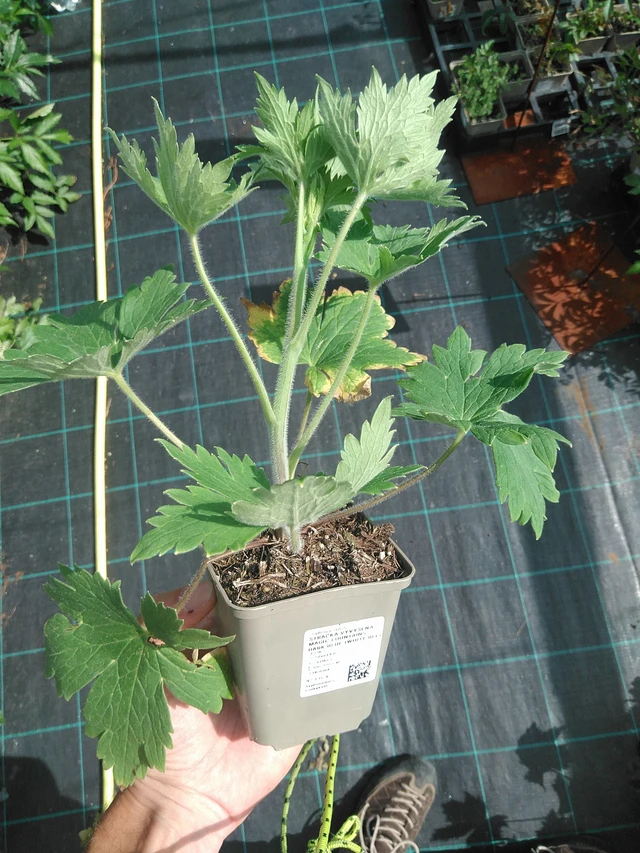 Espuela de caballero Magic Fountains Dark Blue (White Bee) - 24. 6. 2025