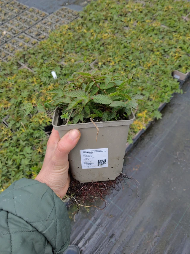 Filipendula Variegata - 21. 4. 2026