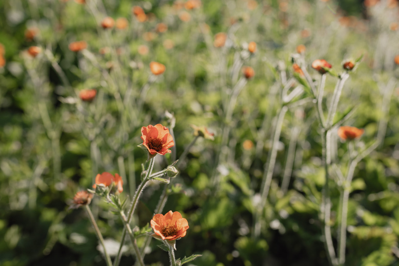 Kellukka Totally Tangerine, Loukykvět