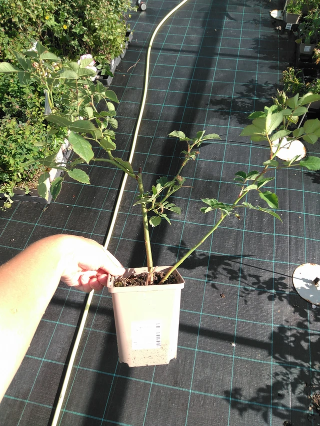 Rosa Magical Sunset - 11. 7. 2025