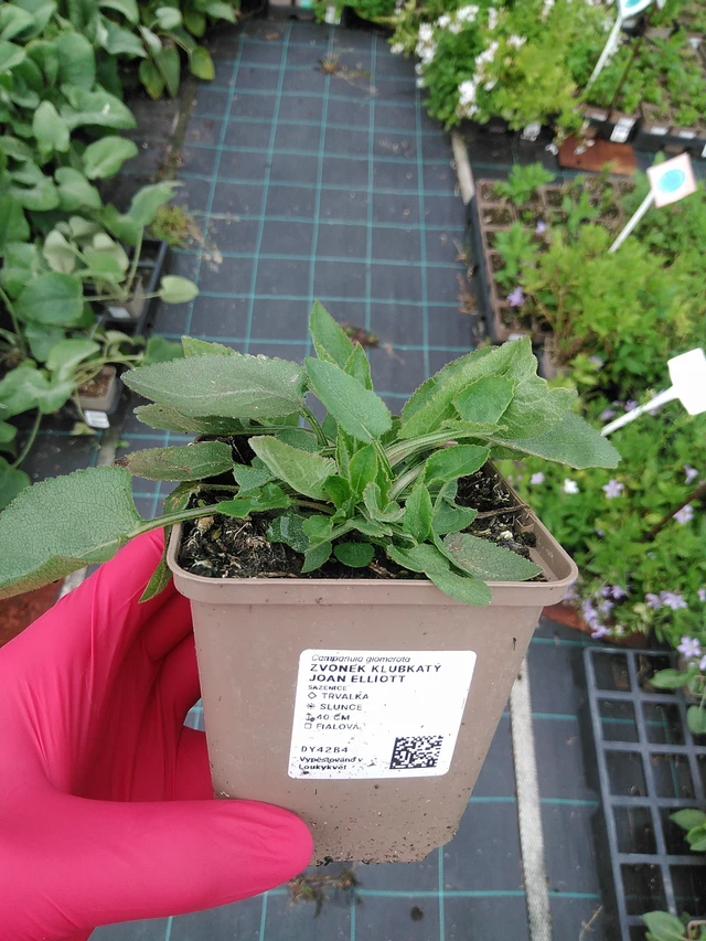 Peurankello Joan Elliott - 29. 7. 2025