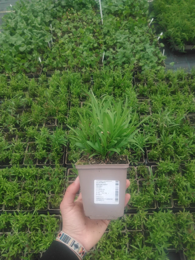 Piisku Moonlight Glory - 2024