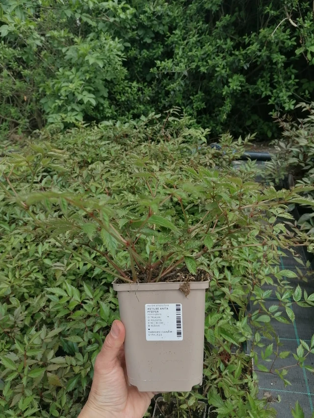 Jaloangervo Anita Pfeifer - 2024