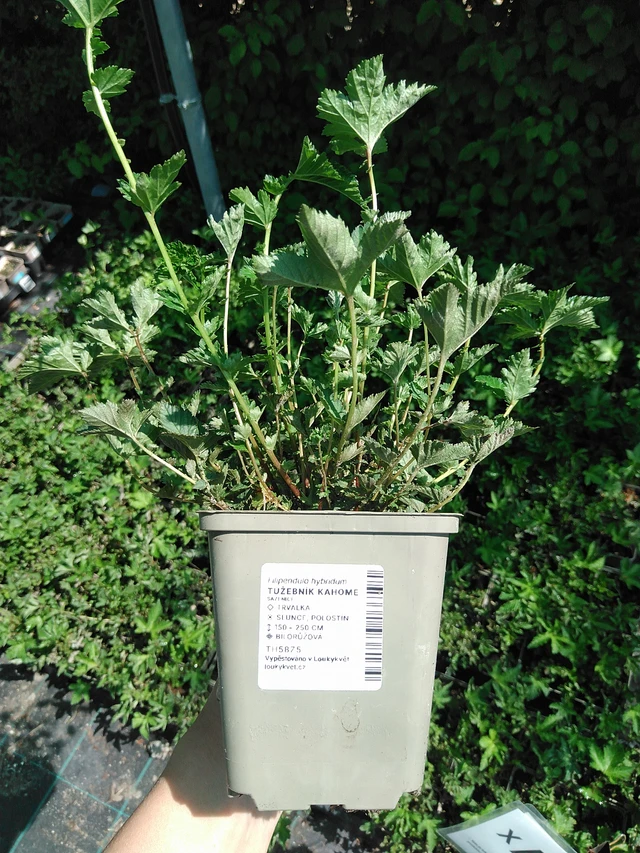 Filipendula Kahome - 13. 5. 2025