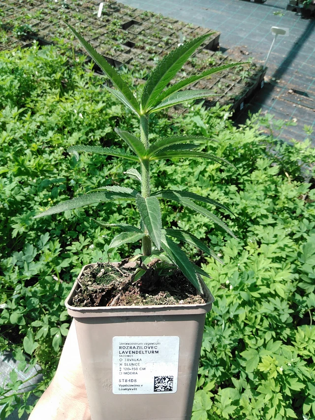Tädykearvio Lavendelturm - 13. 5. 2025