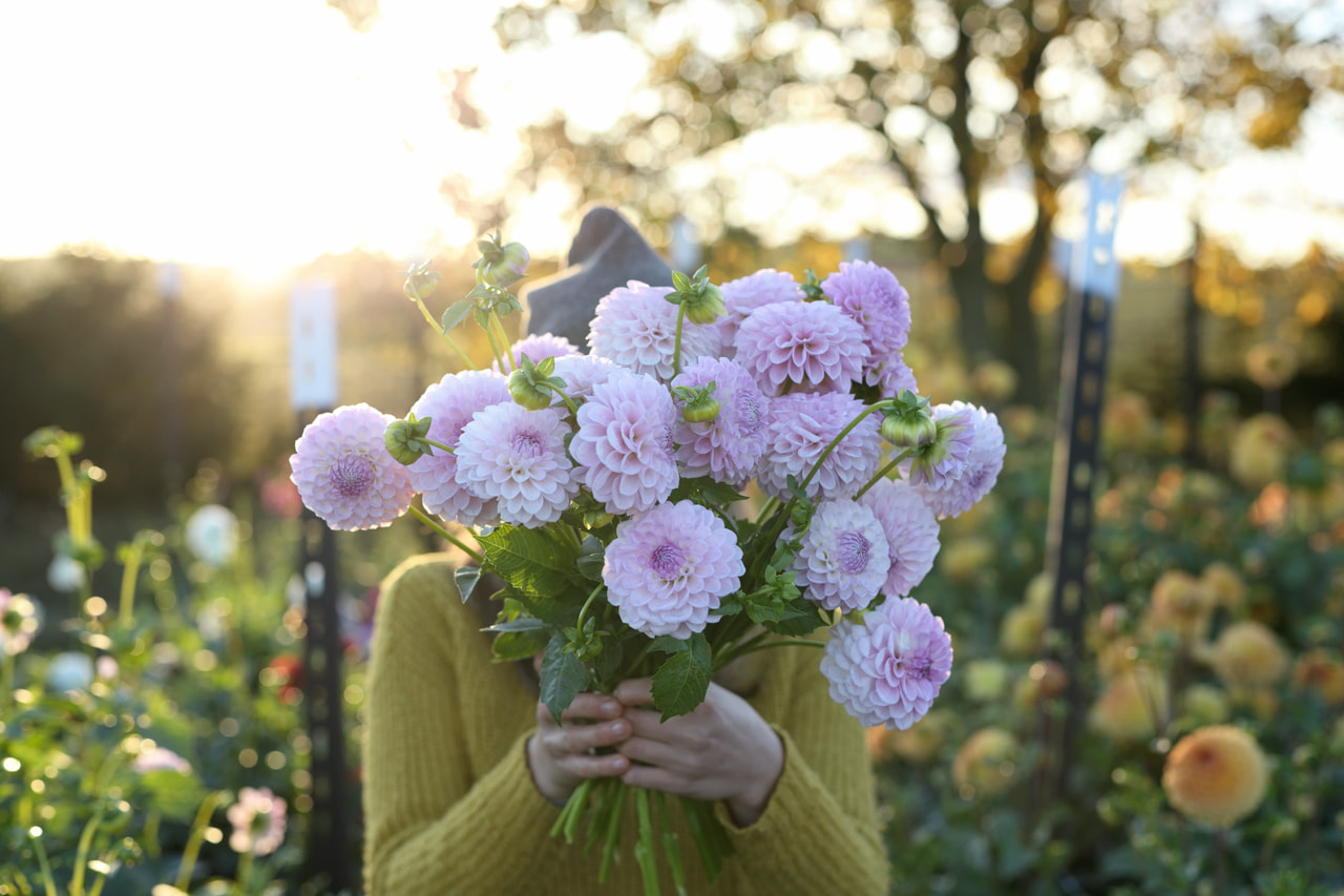 Daalia Megan Dean, Loukykvět