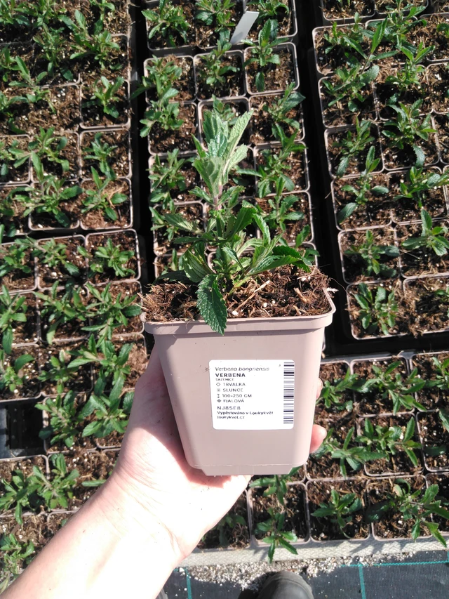 Verbena - 2024