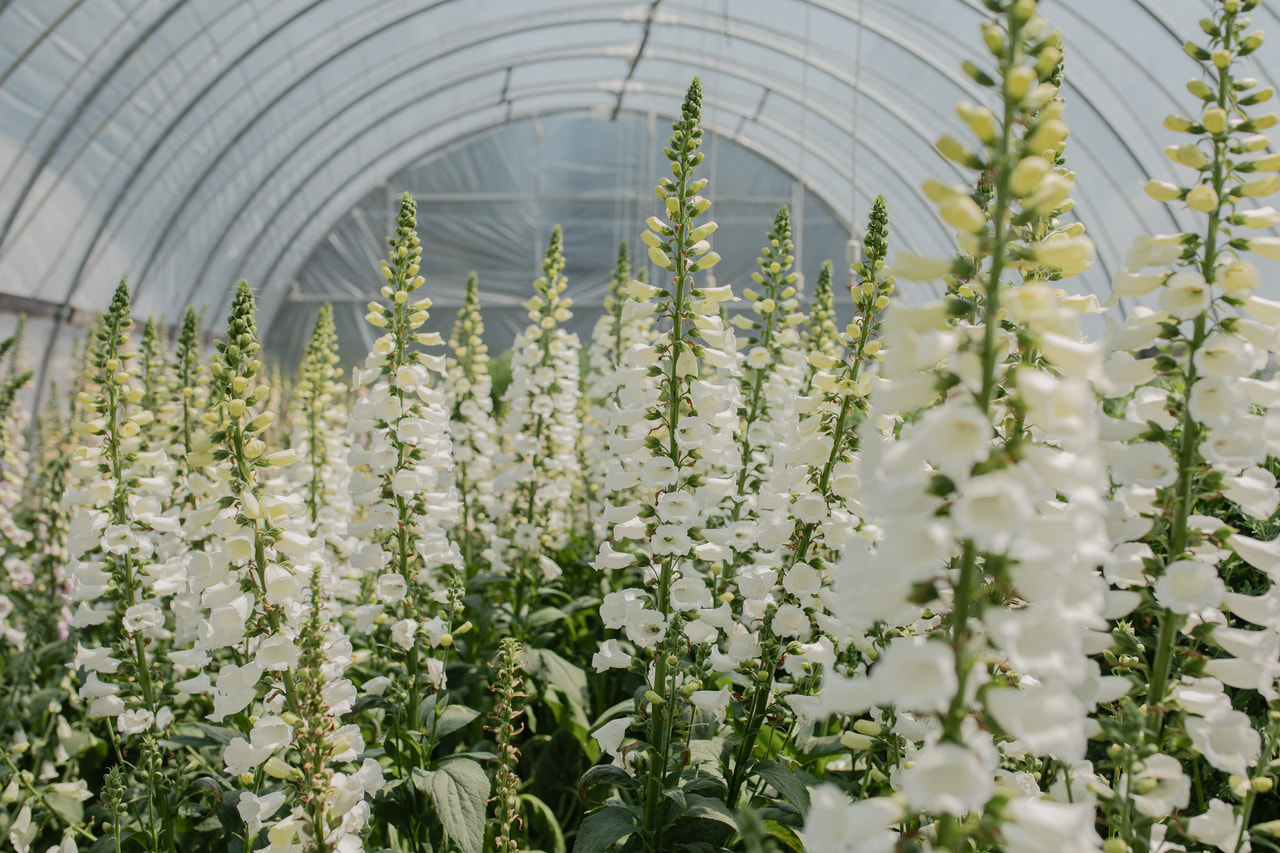 Dedalera Camelot White, Loukykvět