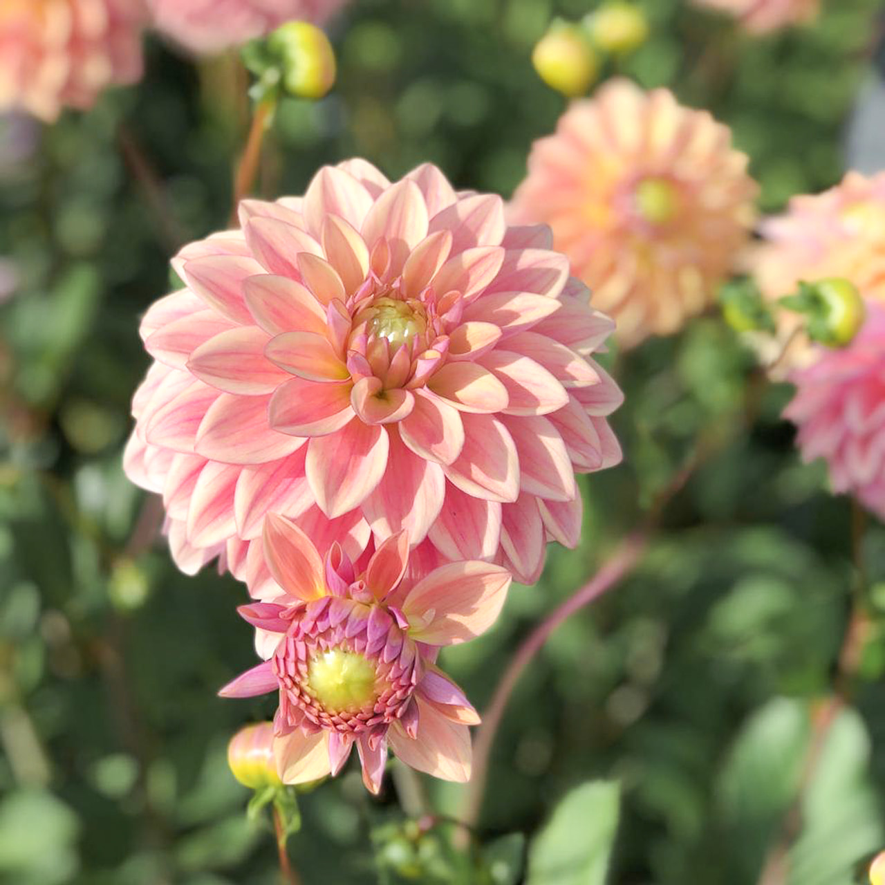 Daalia Dusty Beauty, Loukykvět