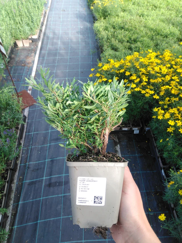 Hisopo - 11. 9. 2025