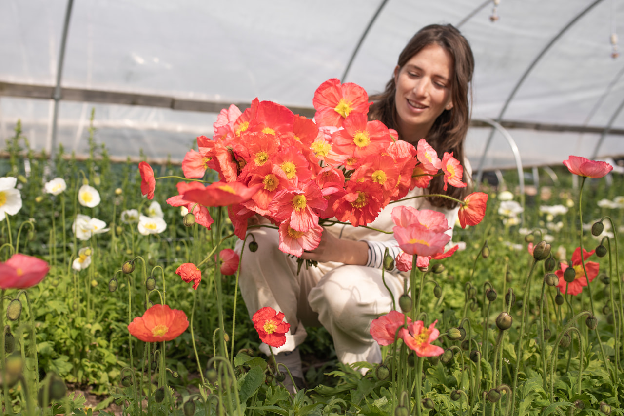 Unikko Champagne Bubbles Pink, Loukykvět