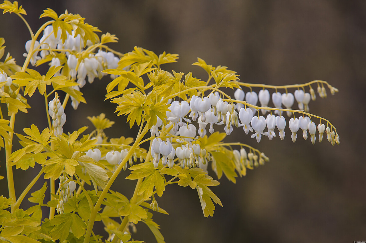 Dicentra White Gold, Loukykvět