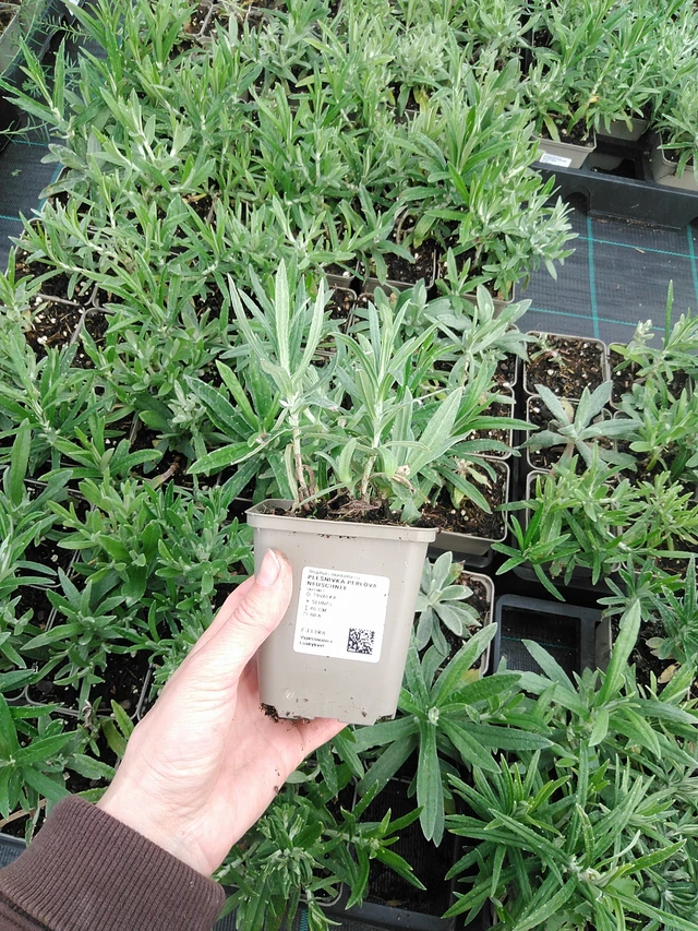 Anaphalis margaritacea Neuschnee - 9. 6. 2025