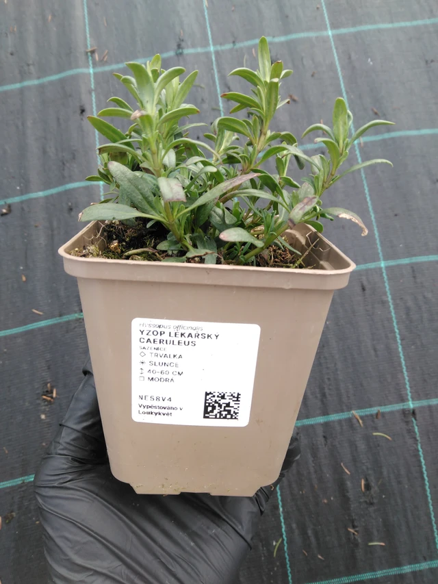 Hisopo Caeruleus - 1. 4. 2026