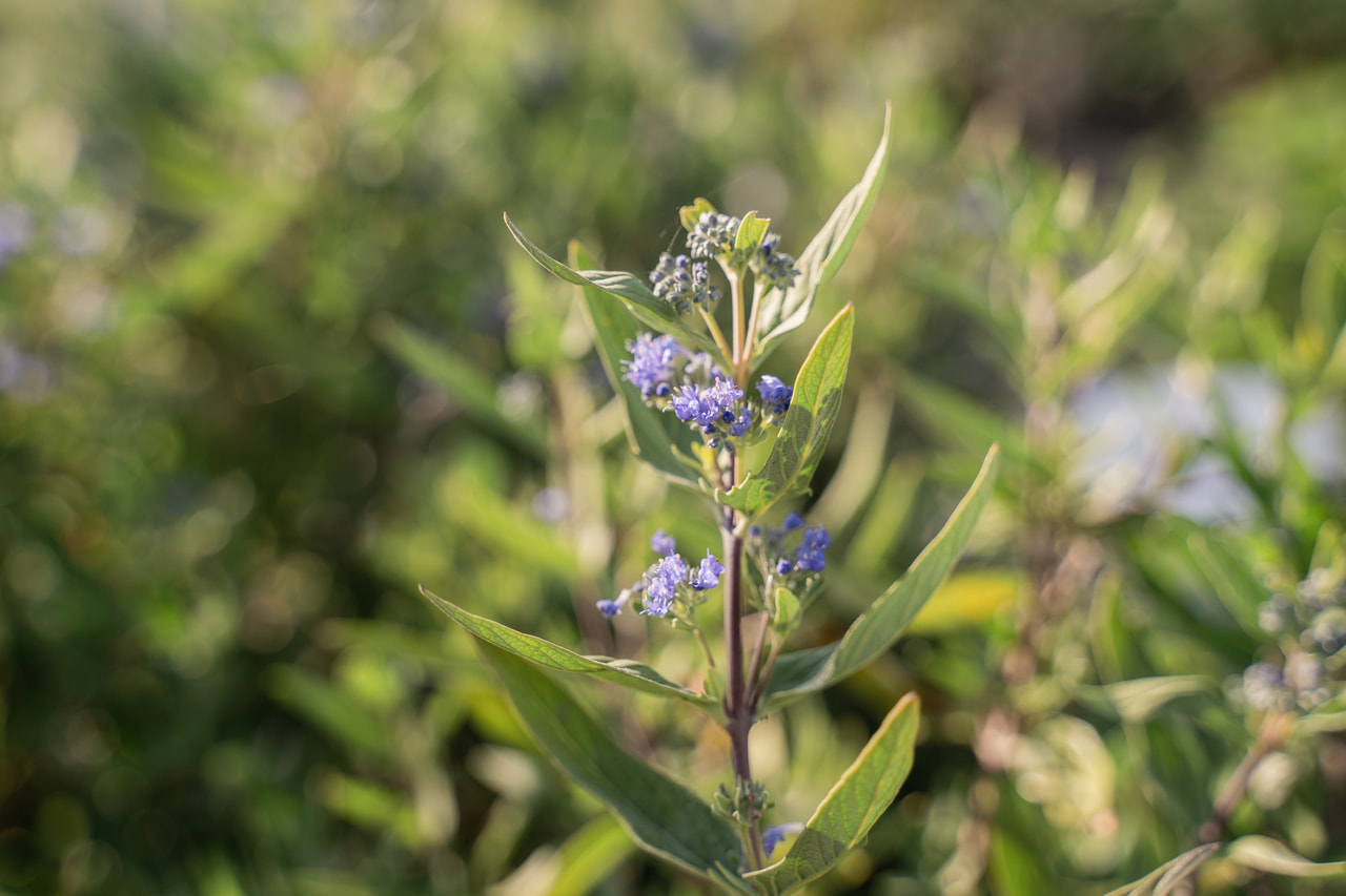 Caryopteris Kew Blue, Loukykvět