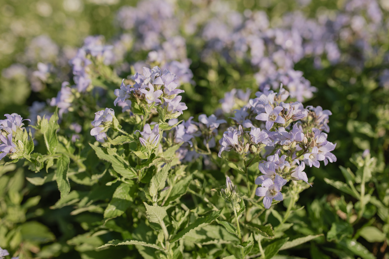 Maitokello Prichard's Var., Loukykvět