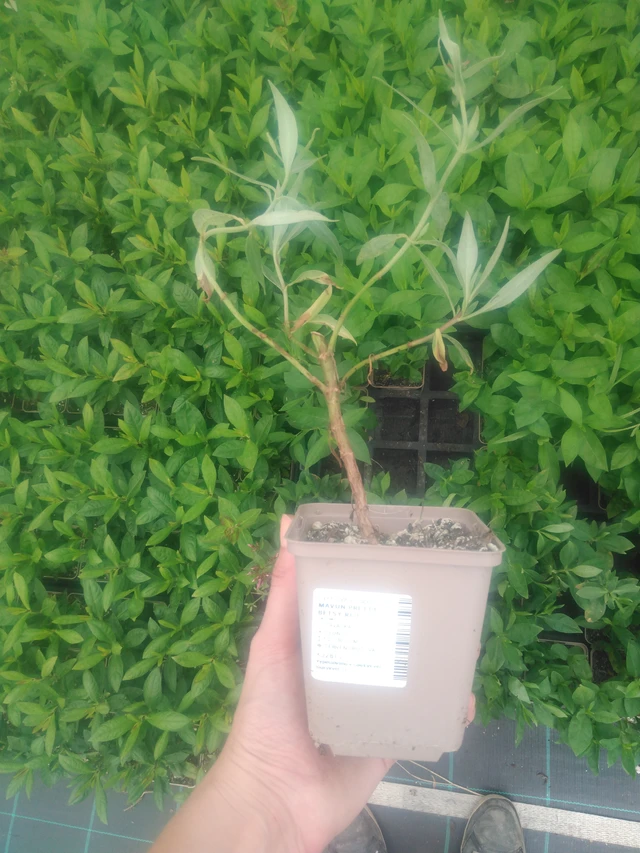 Komeapunikki Pretty Betsy Red - 2024