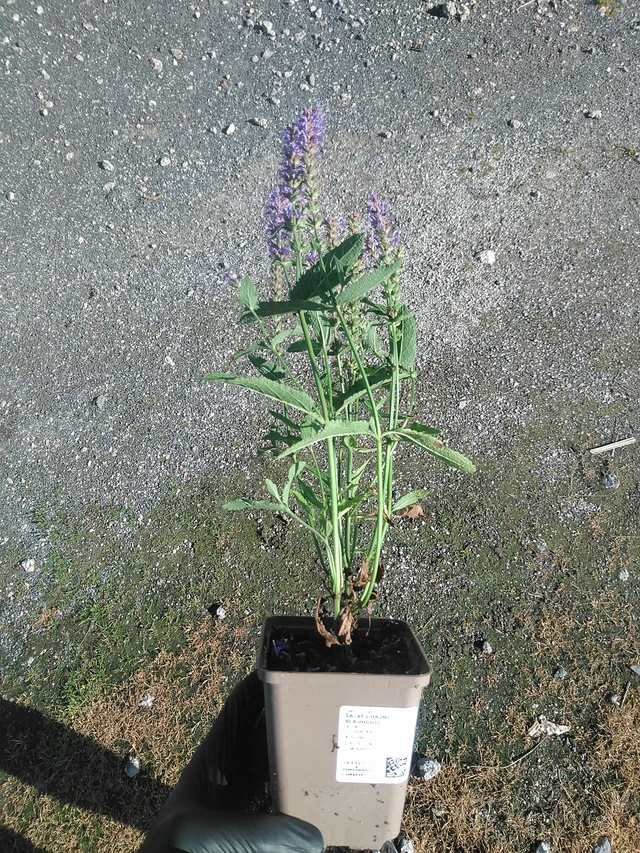 Salvia nemorosa Blauhügel - 19. 8. 2025