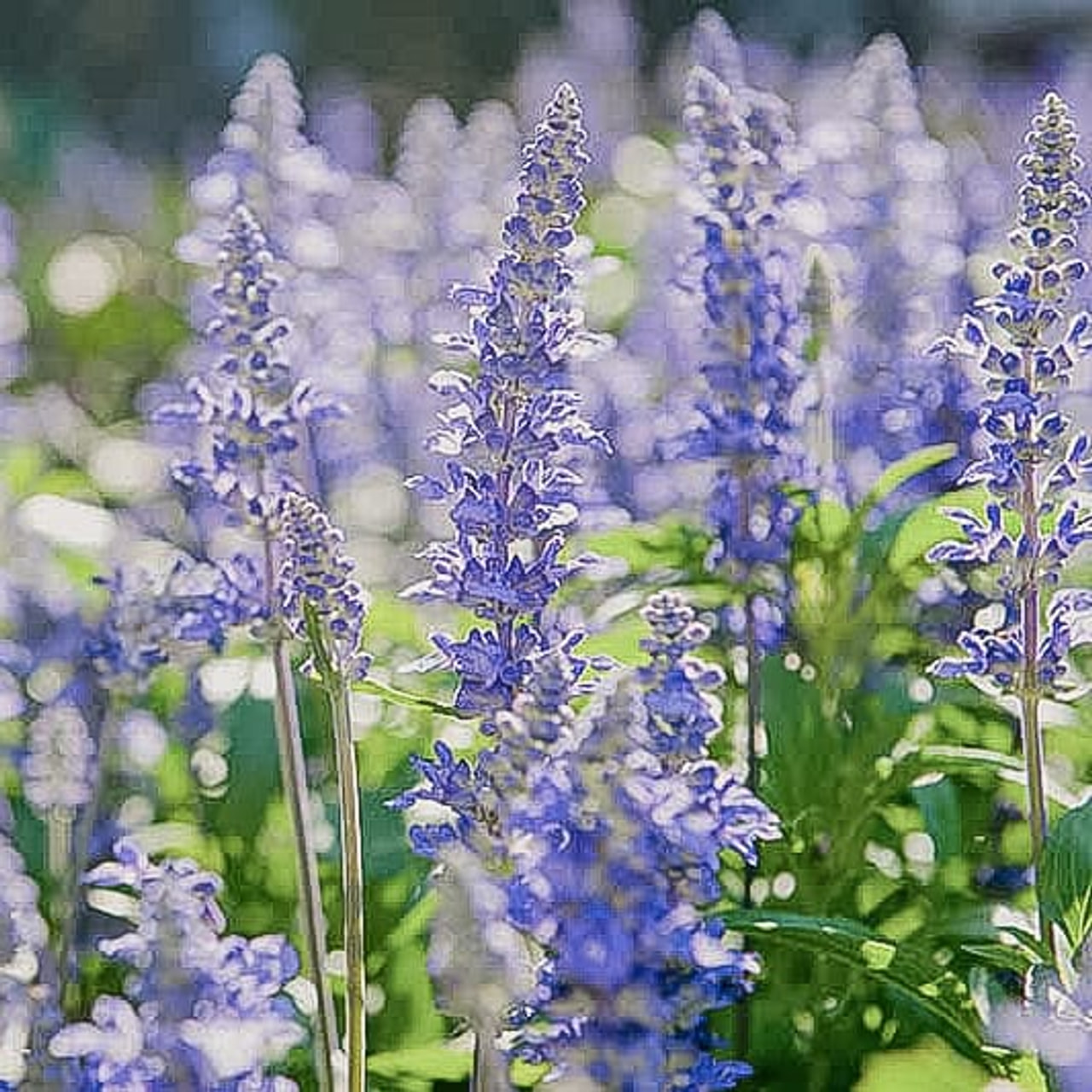 Hisopo Caeruleus, Loukykvět