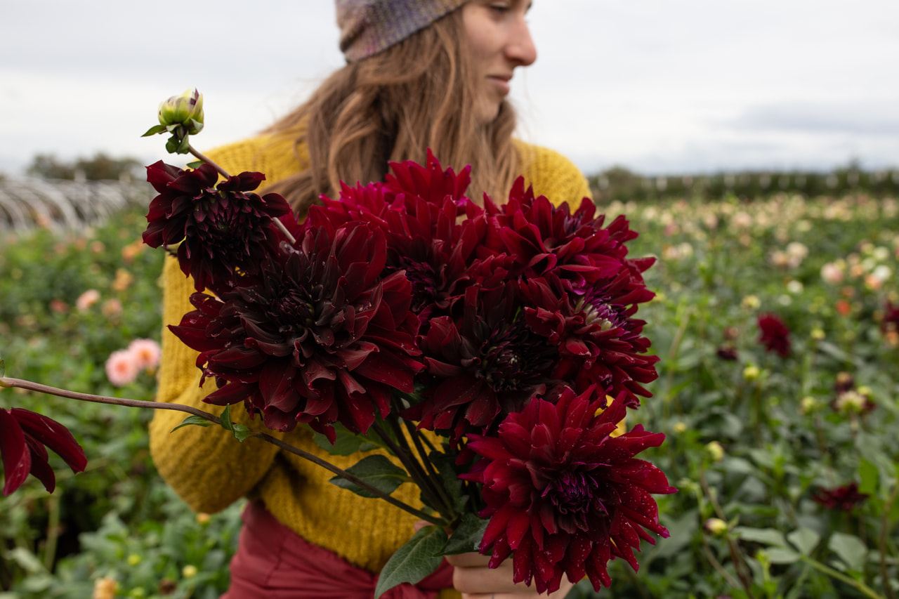 Daalia Rip City, Loukykvět