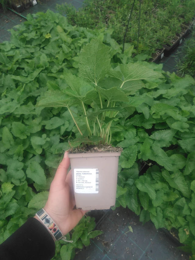 Paloyrtti Tuberosa - 2024