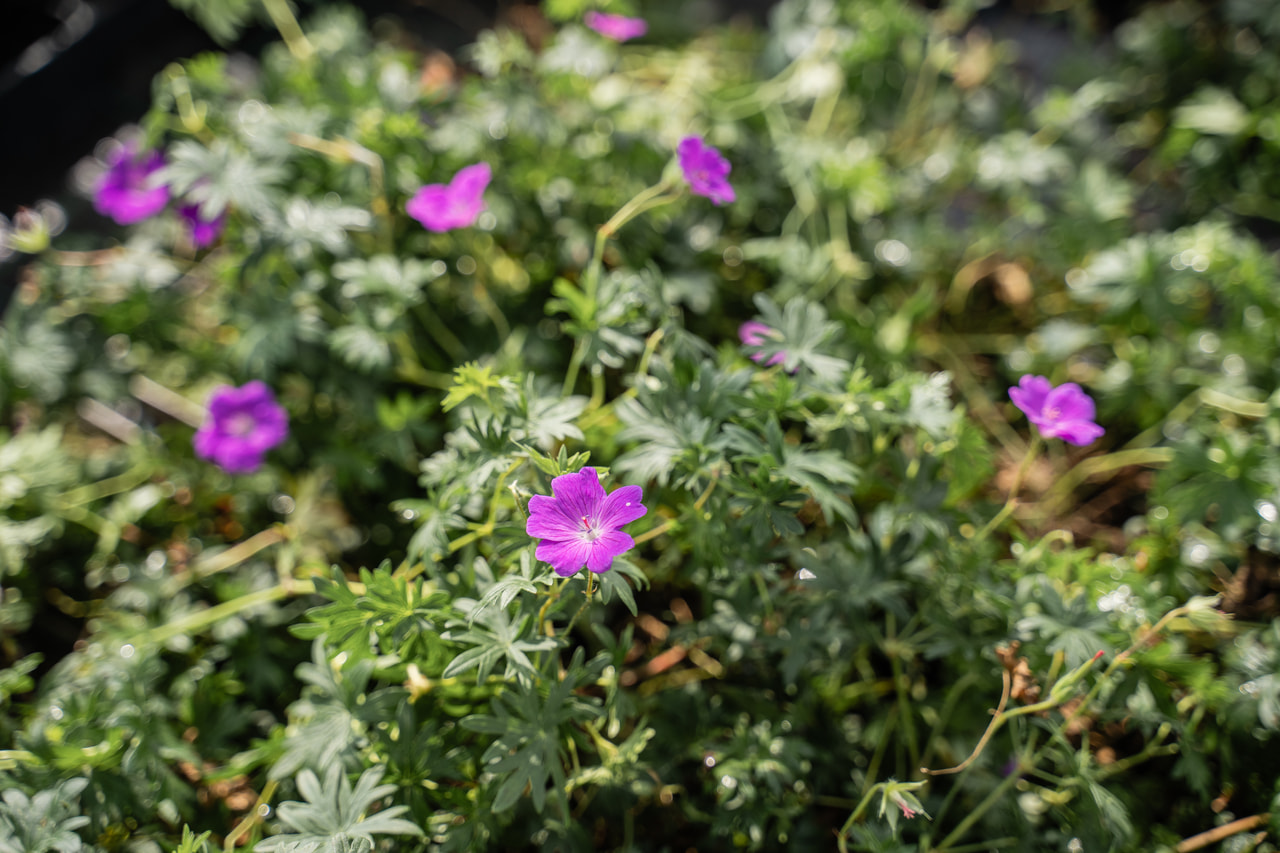 Verikurjenpolvi, Loukykvět