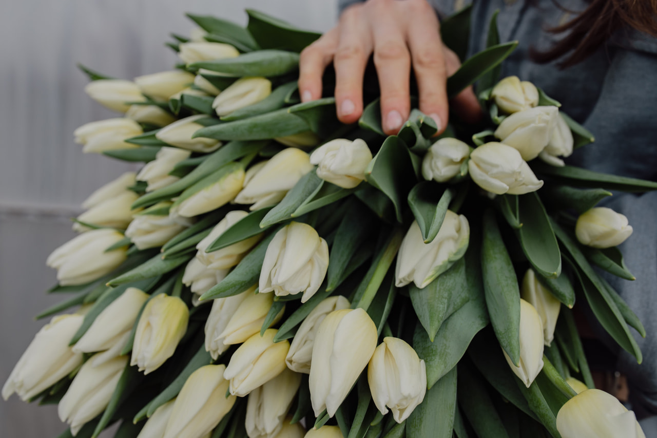 Tulppaani Kobla, Loukykvět