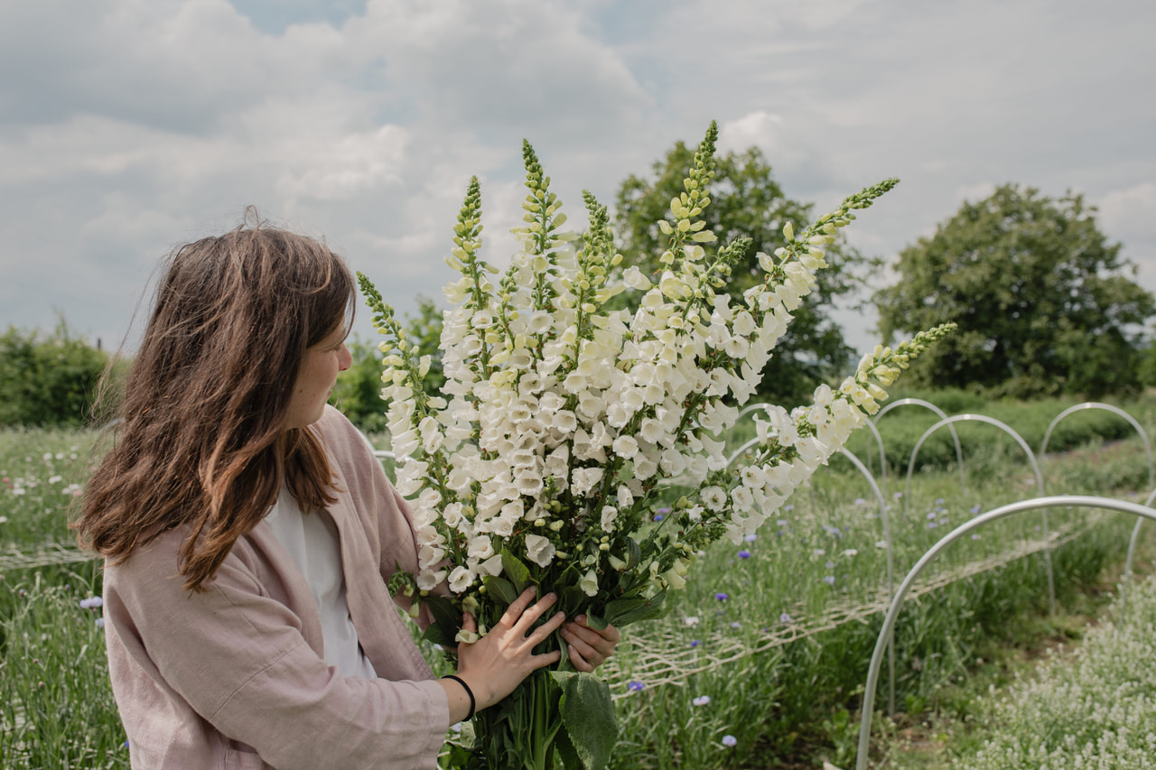 Dedalera Camelot White, Loukykvět