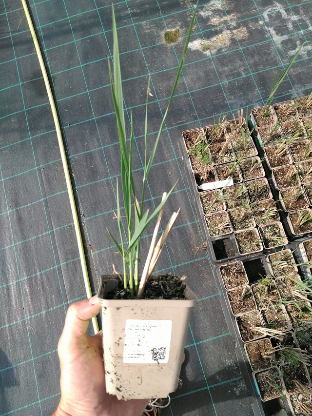 Lännenhirssi Northwind - 24. 6. 2025