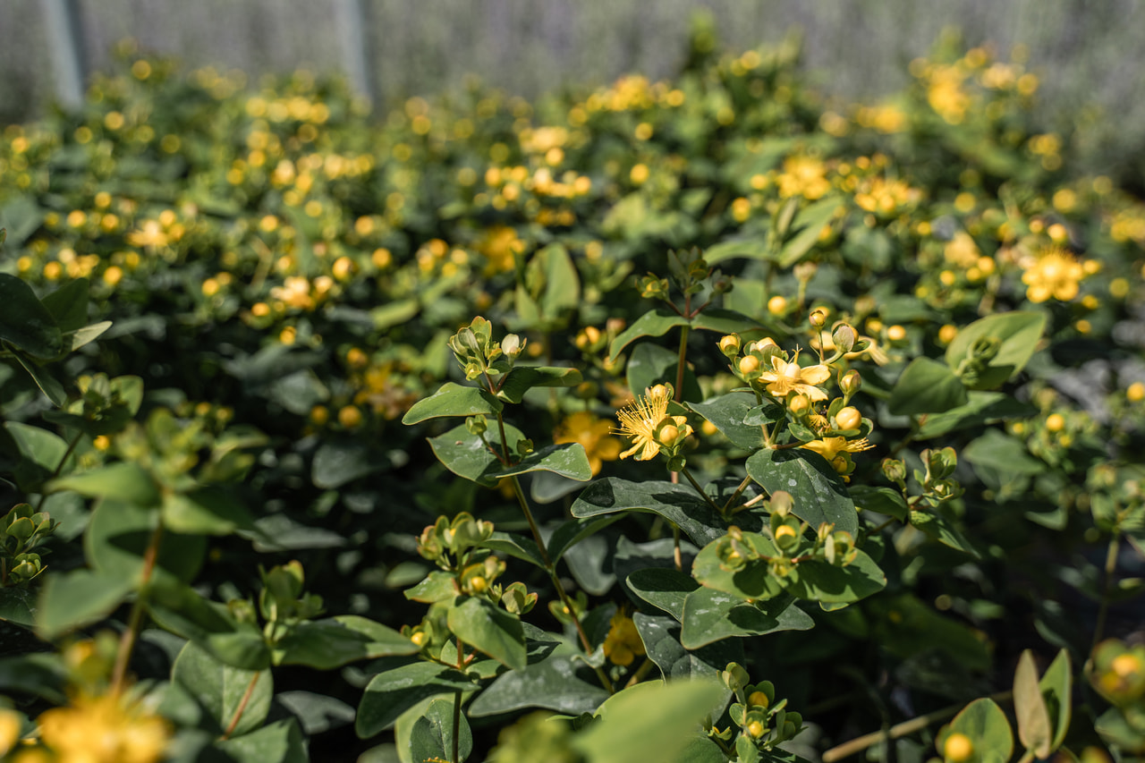 Hipérico Globo Champagne, Loukykvět