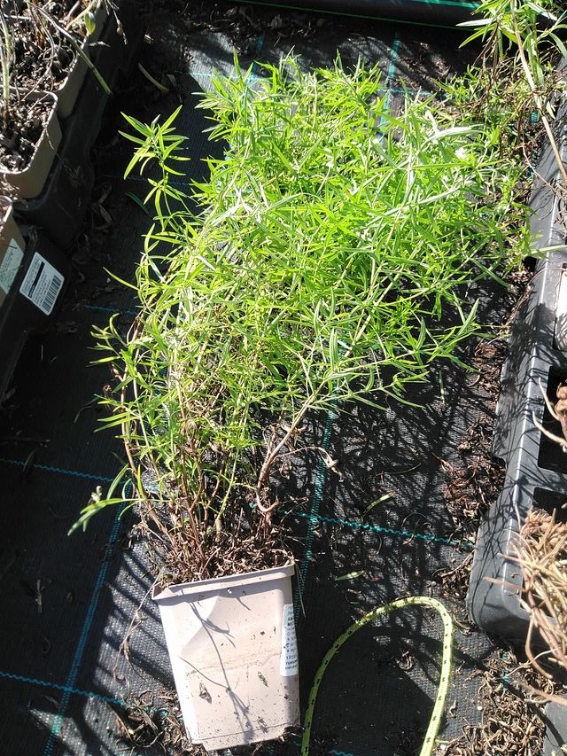 Vuoriminttu Flexuosum - 19. 8. 2025