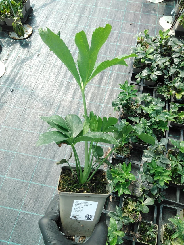 Jouluruusu Pretty Ellen Purple - 19. 8. 2025