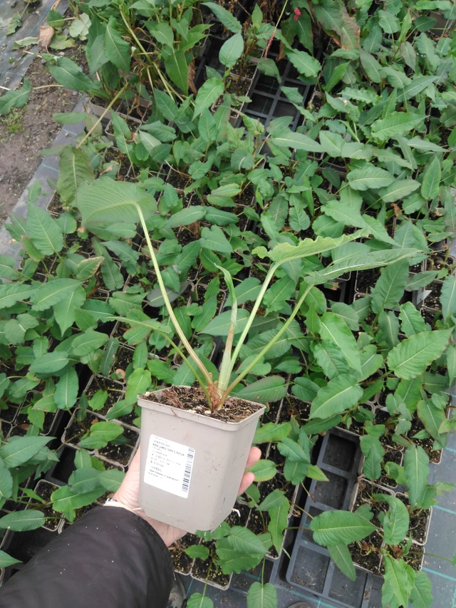 Konnantatar Speciosa - 2024