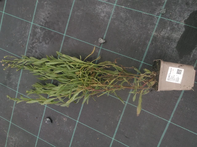 Boltonia Snowbank - 10. 10. 2025