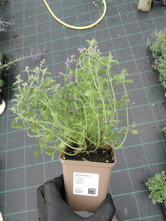 Kissanminttu Senior - 4. 8. 2025