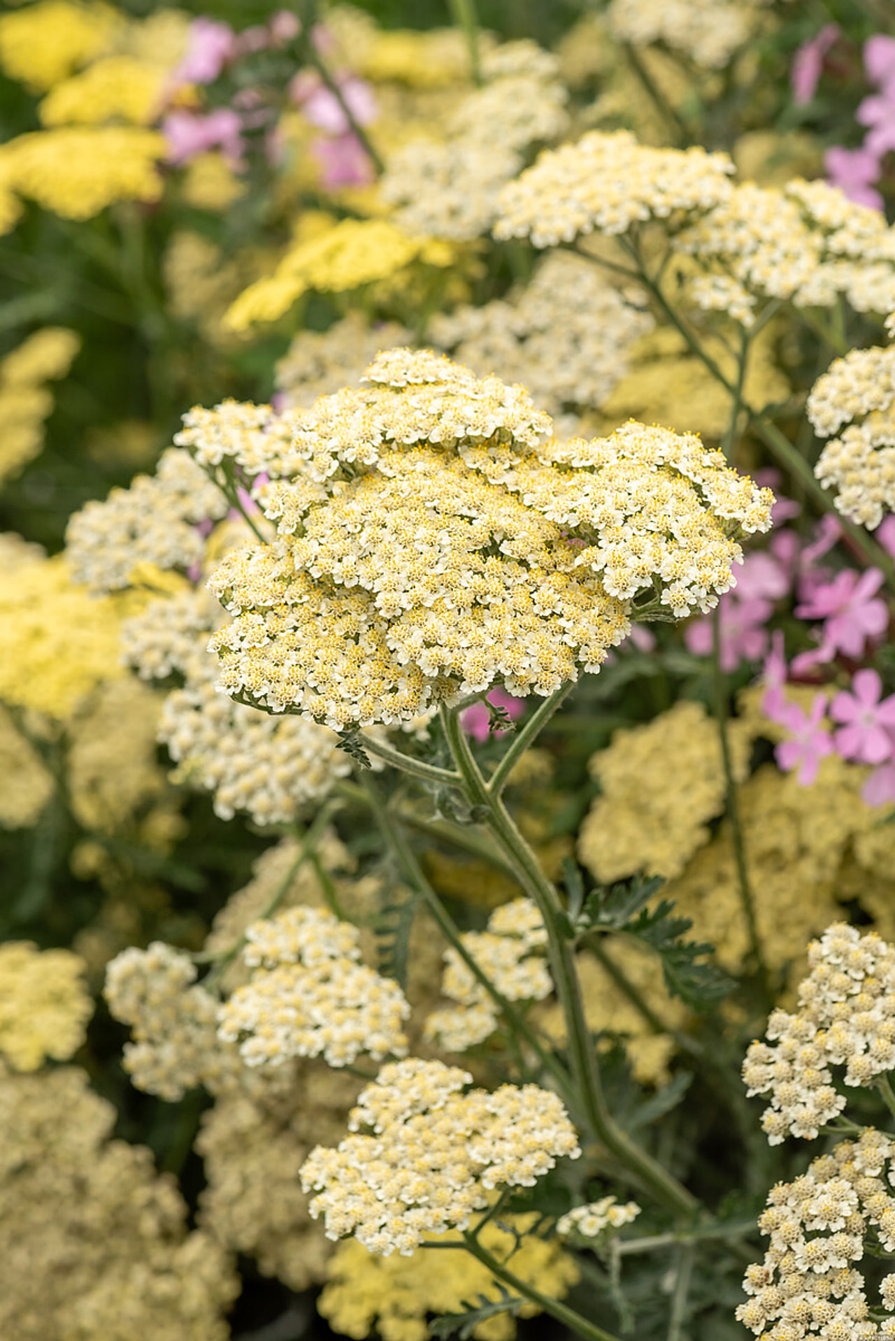 Siankärsämö Alabaster, Loukykvět
