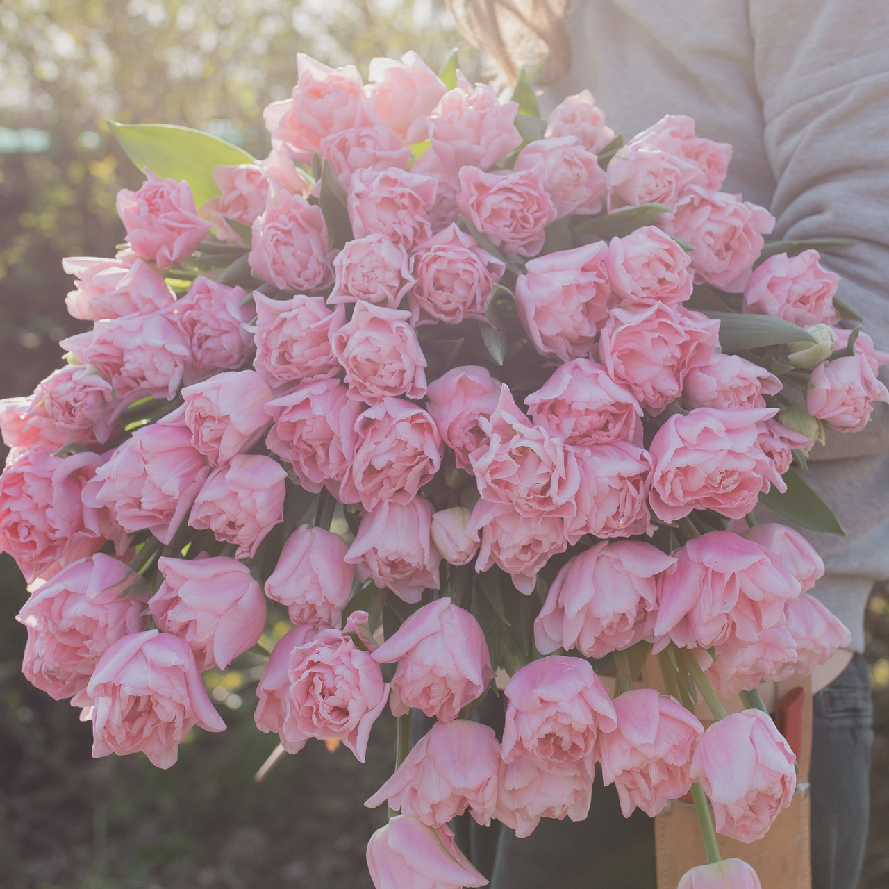 Tulppaani Dreamer, Loukykvět