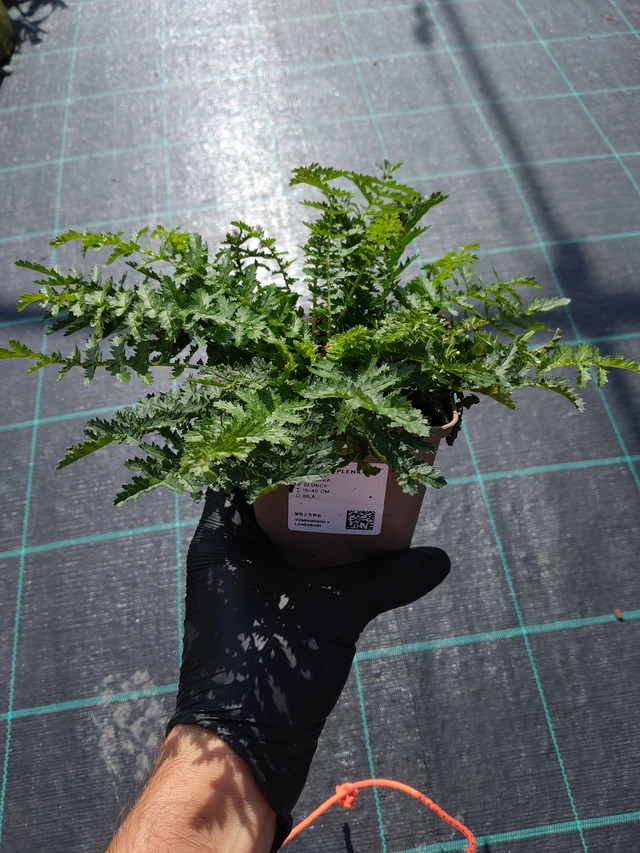 Filipéndula Plena - 11. 9. 2025