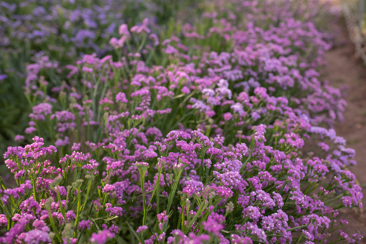 Ikiviuhko QIS Rose, Loukykvět