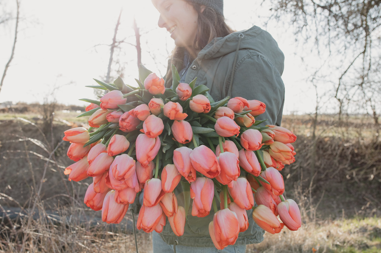 Tulipán Orange Pride (Zantucot), Loukykvět