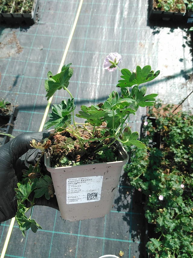 Verikurjenpolvi Apfelblüte - 19. 8. 2025