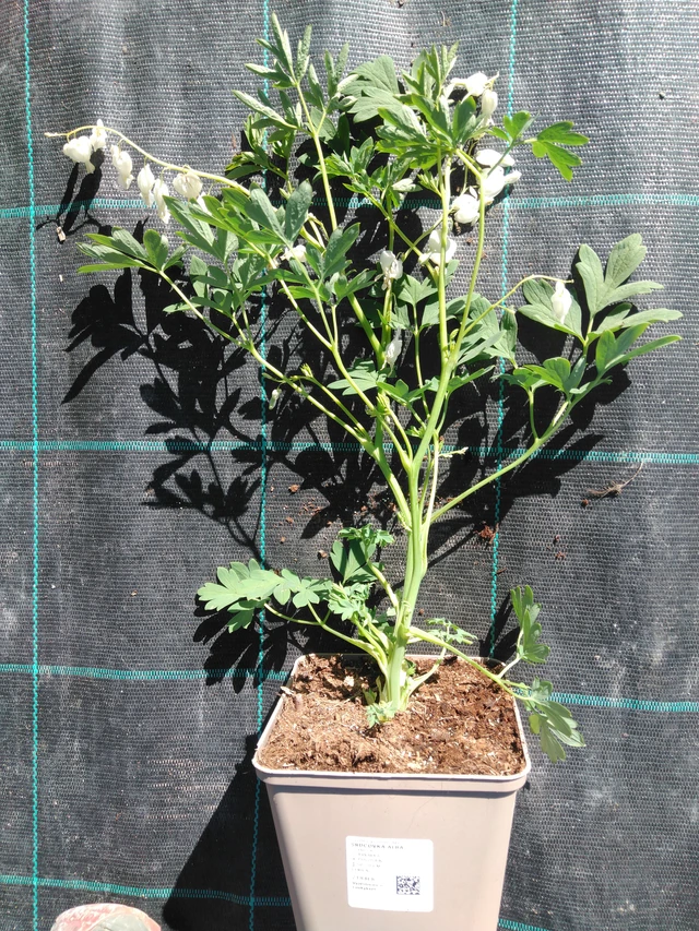 Corazón de María Alba - 3. 4. 2025