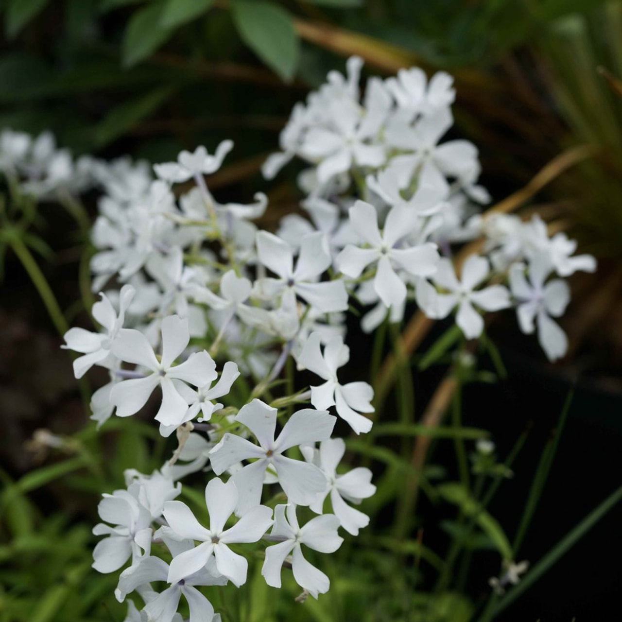 Flox White Perfume, Loukykvět