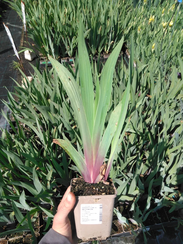 Kurjenmiekka Lent A. Williamson - 13. 5. 2025