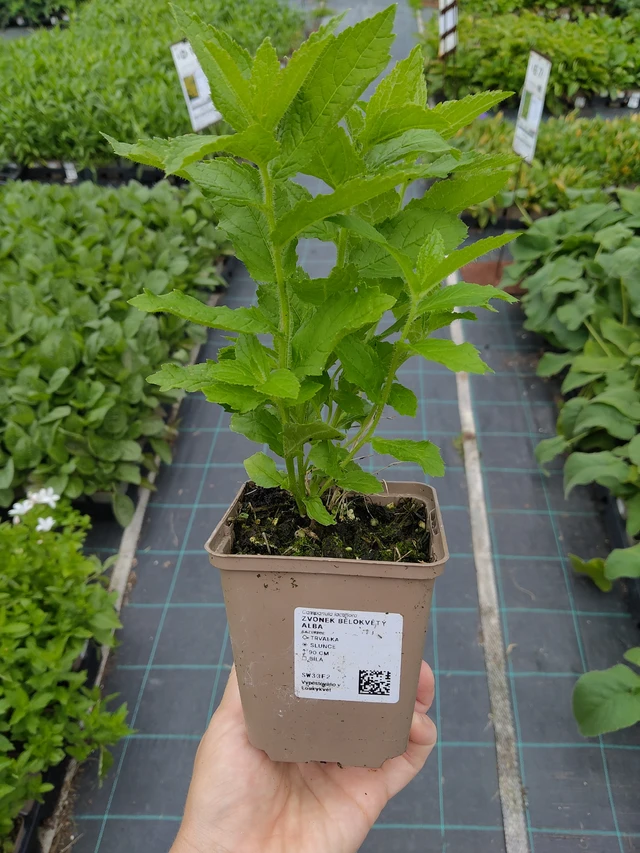 Maitokello Alba - 10. 9. 2025