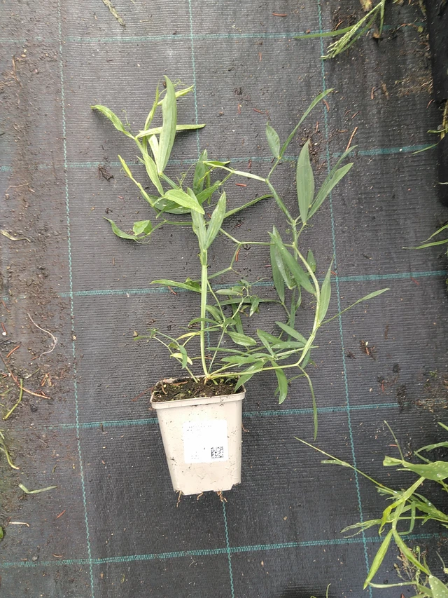 Tuoksuherne Pearl Mixture - 11. 7. 2025