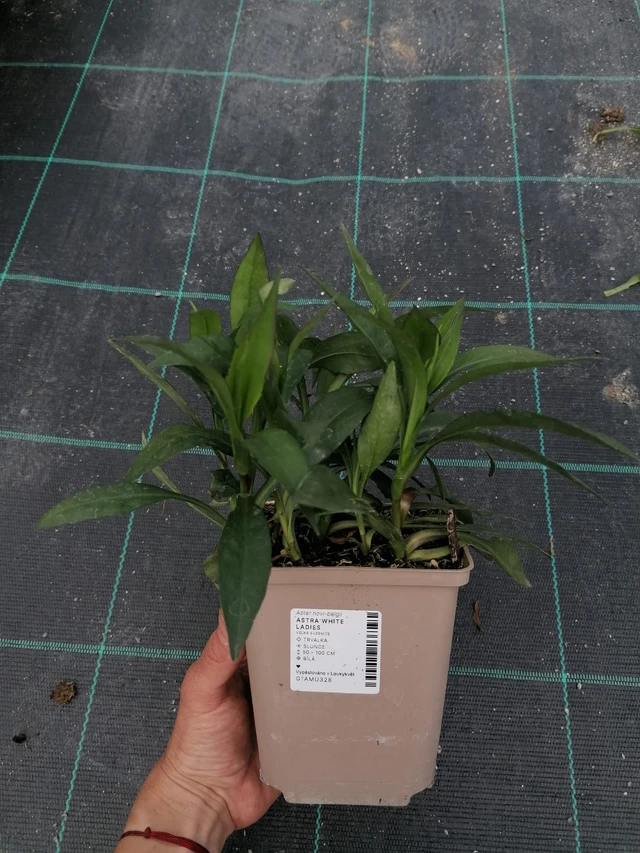 Syysasteri White Ladies - 2024