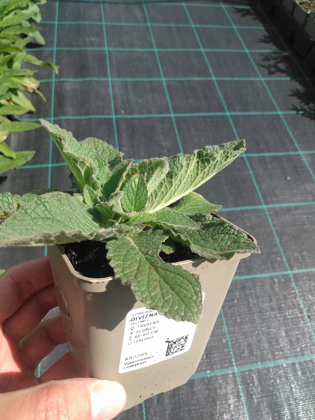 Gordolobo Plum Smokey - 24. 6. 2025