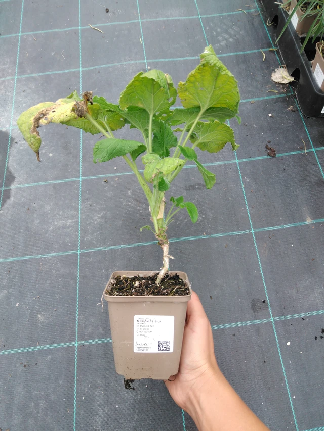 Kesäkuuruoho valkoinen - 10. 9. 2025