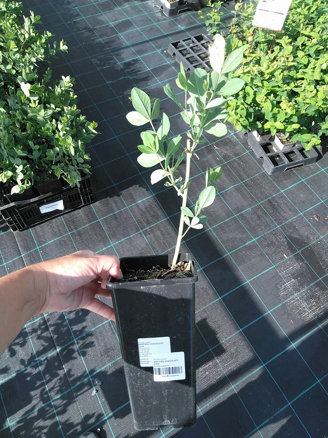 Baptisia Chocolate Chip - 11. 7. 2025